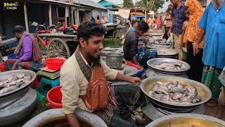 আজকের বাজারের মাছের দাম জানুন গ্রামীণ বাজার। Biggest market in Sarishabari Bhatara [upl. by Noyrb]