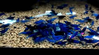 Blue Velvet Neocaradina Shrimp FS39 planted tank [upl. by Eca]