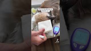 How to test cat glucose with ease [upl. by Wadleigh36]