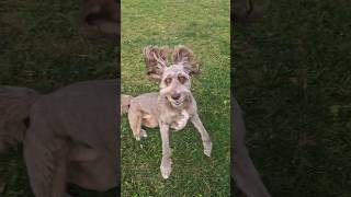 aussiedoodle baby doglover dog [upl. by Hoi933]