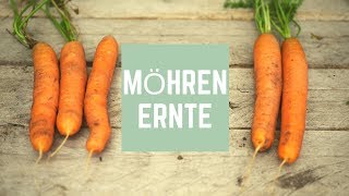 Möhrenernte  Möhren aus dem Damm  Karotten Ernte [upl. by Yenar]