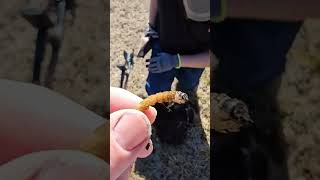 Little Friend metaldetecting metaldetectingfinds fyp shorts [upl. by Oremor]