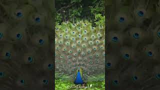 Peacock dancing [upl. by Abrahams349]