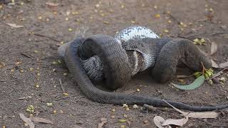 Southern Carpet Python swallowing Numbat  Way Of The Woodland [upl. by Fugazy]