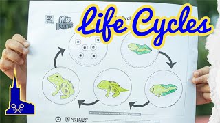 Frog Life Cycle explained by Year 2 [upl. by Winifred111]