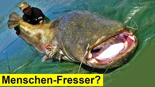 Menschenfressende Fische in Deutschland [upl. by Kohsa]