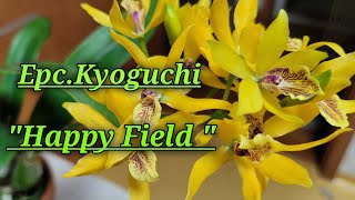 Epc Kyoguchi Happy Field HCCAOSОписание и уход [upl. by Atinar]