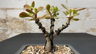 Making Crassula Ovata Crosbys Bonsai  Wiring and Pruning Jade Plant [upl. by Poppas]