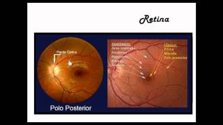 Anatomía del Ojo [upl. by Ryle]