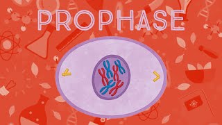 Prophase Animation [upl. by Akered]