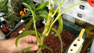 How to clone orchids with keiki paste [upl. by Tull]