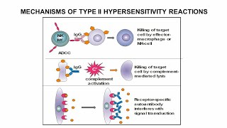 Type 2 Hypersensitivity Hindi [upl. by Gilford327]