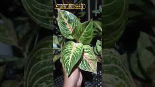 Aglaonema Esmeralda 225rb wa 085747855227 aglo aglaonema aglonema aglaonemamurah [upl. by Daphie]