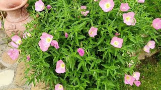 oenothera speciosa rosea [upl. by Mailiw]