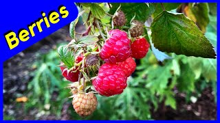 Heritage Raspberry Producing CRAZY  Mid December 2017 [upl. by Nirro]