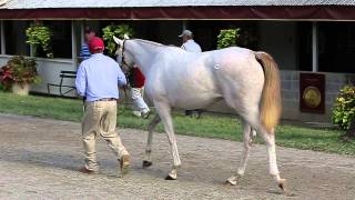 Inside Yearling Sales Prep At The Sales [upl. by Korb]