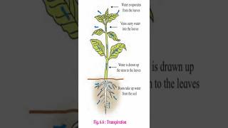 Transpiration amp Types of guard cellBiology amp Botany 12thbiology biologyscience biology botany [upl. by Esertal]