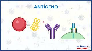 Antígeno y Anticuerpo Inmunología Médica Equipo 03 [upl. by Eckblad534]