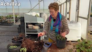 Grow Like The Pros Splitting Larger Plants In Winter Saxifrage Astilbe Achillea Geum [upl. by Ewolram]