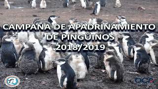 Campaña Apadrinamiento de Pingüinos 20182019 🐧  BASE ANTARTICA ESPAÑOLA GABRIEL DE CASTILLA [upl. by Nonregla]