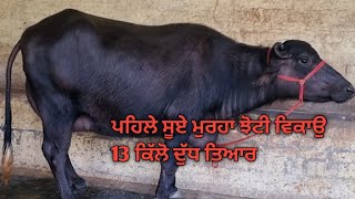 ਪਹਿਲੇ ਸੂਏ ਮੁਰਹਾ ਝੋਟੀ ਵਿਕਾਉ dairyfarm [upl. by Cherianne]