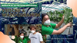 Anthurium Veitchii Propagasi Potong Bonggol dan Cara Perawatan [upl. by Tomkins]