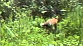 fox eating brambles  Tophill Low NR [upl. by Narmi]