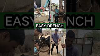 EASY Drench 👉 Bhains ko dawai pilane ka tarika [upl. by Enelrahs]