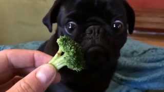 Toby The Pug Eating Broccoli  Original Video [upl. by Anivlis60]