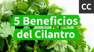 5 Beneficios del Cilantro  Ciencia de la Comida [upl. by Werd]