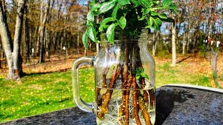 Propagating Elderberry Plants EASILY  How to Grow Elderberry Plants for FREE  Water Propagating [upl. by Ahsiugal]