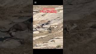 Fox Hunting with Hunting Dogs  Super Speed Fox vs Liebres hunters [upl. by Elfrieda]