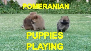 POMERANIAN PUPPIES PLAYING 1  ACER [upl. by Trebleda60]