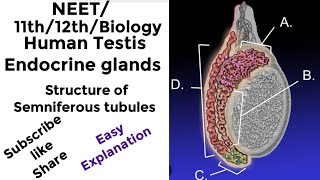 NEET11th 12thBiology Human Testis  Endocrine glands [upl. by Carina15]