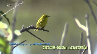 Yellow Warbler dendroica petechia in Yellowstone NP [upl. by Latreece]