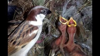 Sparrow feeding their chicks in the nest [upl. by Wincer]