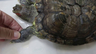 A 19yearold redeared slider has swollen limbs [upl. by Rehpretsirhc806]