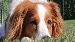 Leyla 2015 Kooikerhondje [upl. by Hodgson]