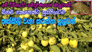 තක්කාලි වගාව මුල සිට අග දක්වා සරලව  tomato cultivation in sri lanka  thakkali wagawa [upl. by Novled]