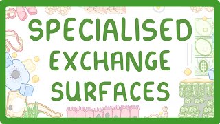 GCSE Biology  Specialised Exchange Surfaces [upl. by Eolcin133]