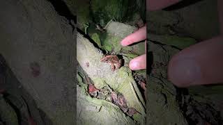 catching and touching froggy for fun  jumping frog laugh  funny frog jumping [upl. by Ronnica70]