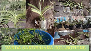 Unboxing Parcel  Vanda Sanderiana Collections  El Paraiso  V276 [upl. by Stephan]