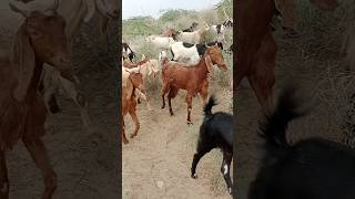 Goats are eating tree leaves in the forest It is a beautiful scene [upl. by O'Kelly]