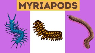 Myriapods Characteristics [upl. by Yesoj]