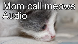 Cat calling Kitten meow sound Use to attract cats [upl. by Anavlys]