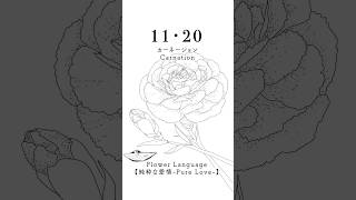 11・20 カーネーションCarnation 花言葉 flowerlanguage [upl. by Apps69]