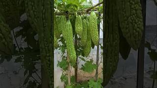 How to Grow Bitter Gourd Plant at Home plants farming shorts [upl. by Ailemak514]