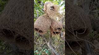 NEST Of Weaver Birds birds wildlife nature [upl. by Hootman]