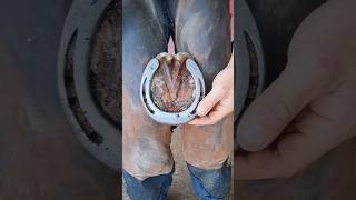 Trimming horse hoof foryou satisfying horsehoof horseshoe [upl. by Plume206]