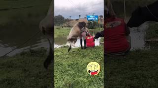 Amazing funny video🤣🤣trending youtubeshortsviralvideo funnyfunnyvideo facebook funny funny [upl. by Gamages]